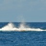 Petit Mustique -  Mustique - Grenadine - crociere catamarano Caraibi - © Galliano